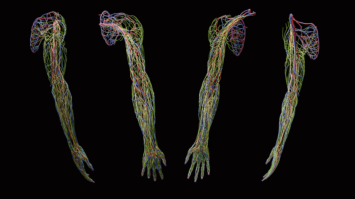 UpperLimb_FullArm_2020-07-15_Vessels