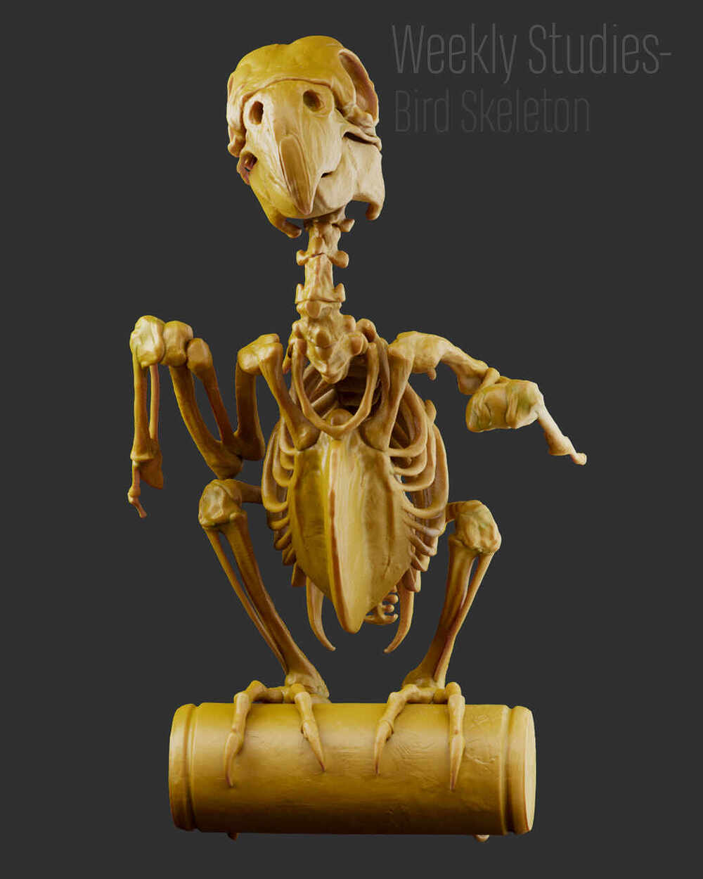 BirdStudy_RendersArnold_04