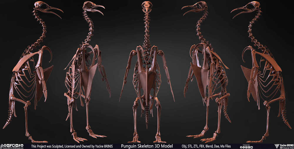 Punguin Skeleton 3D Model Sculpted by Yacine BRINIS Set 038