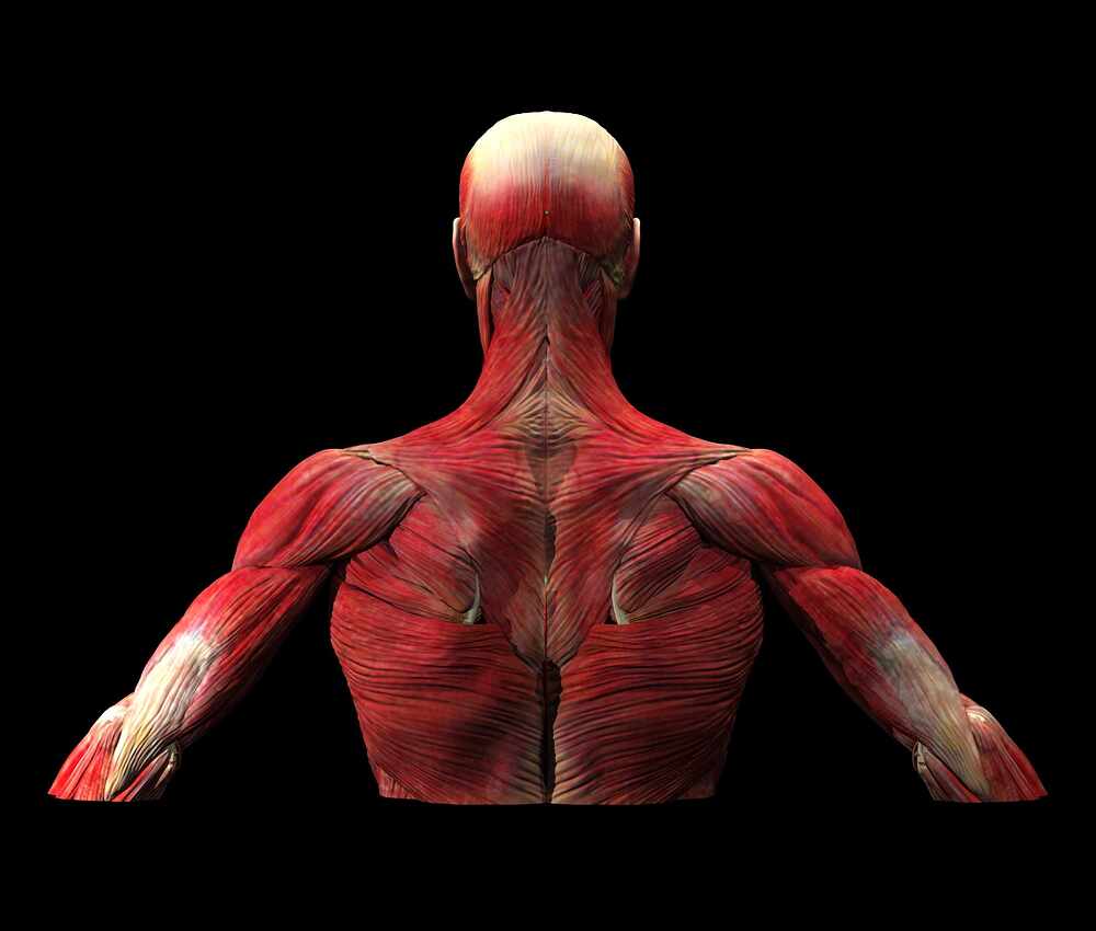 t28_muscles.2036127