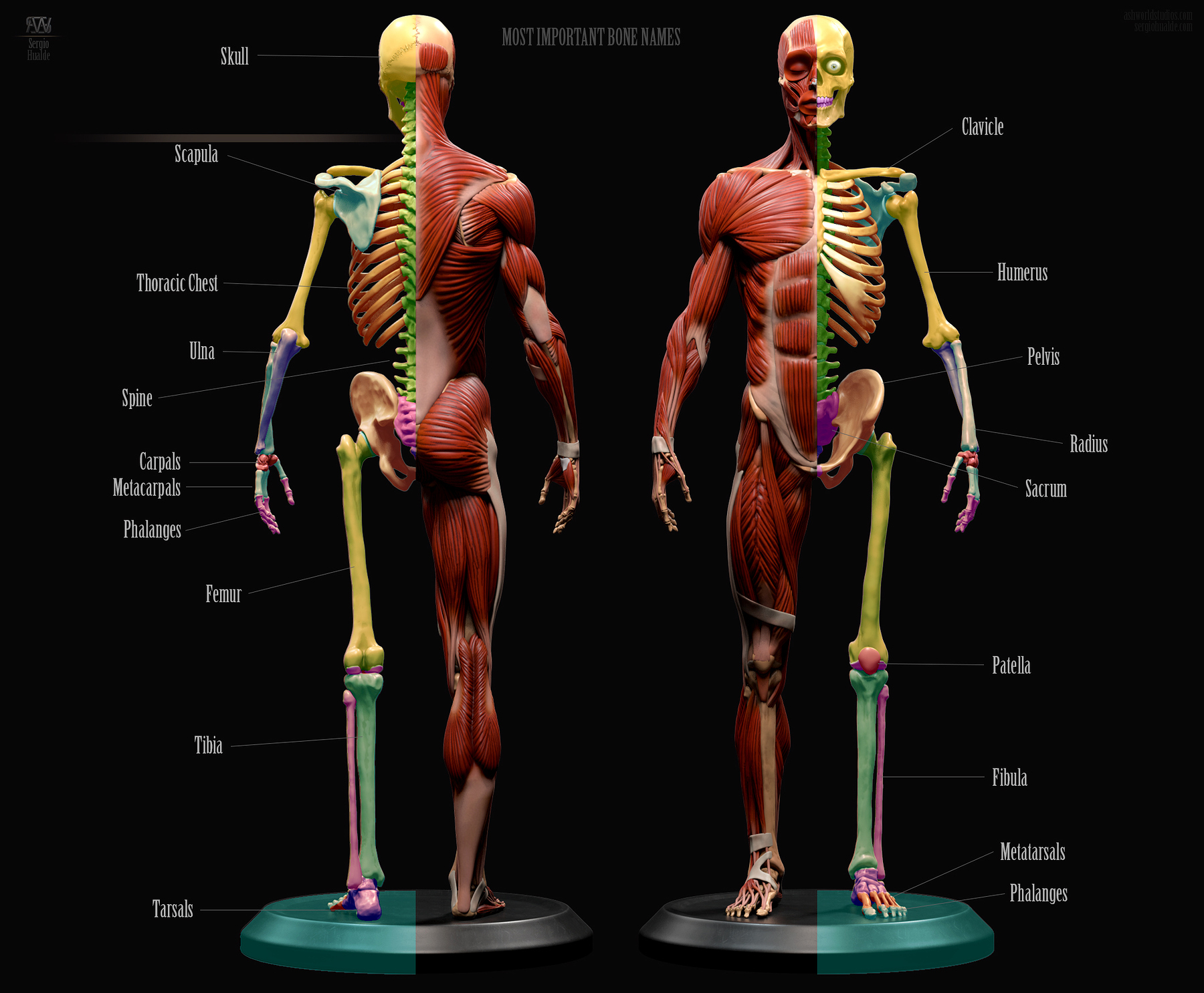 ecorche anatomy model