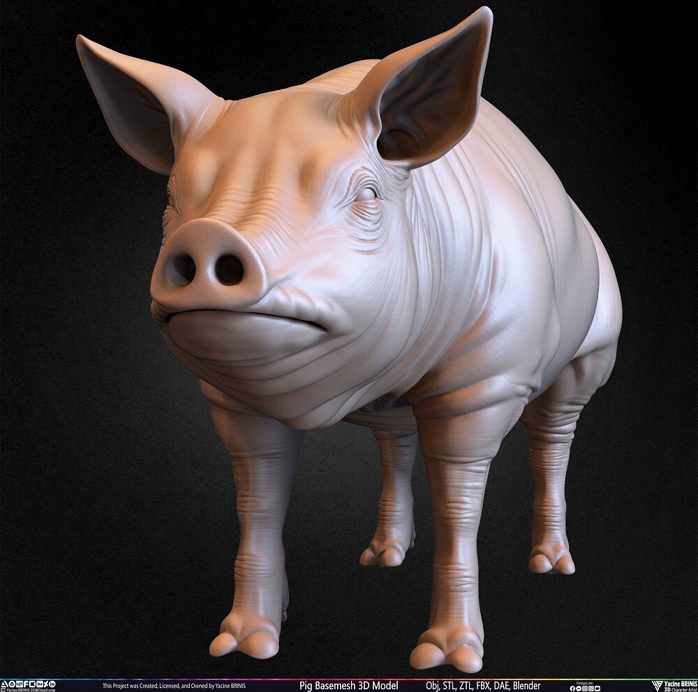 Pig Basemesh 3D Model Animal Anatomy Sculpted by Yacine BRINIS Set 036