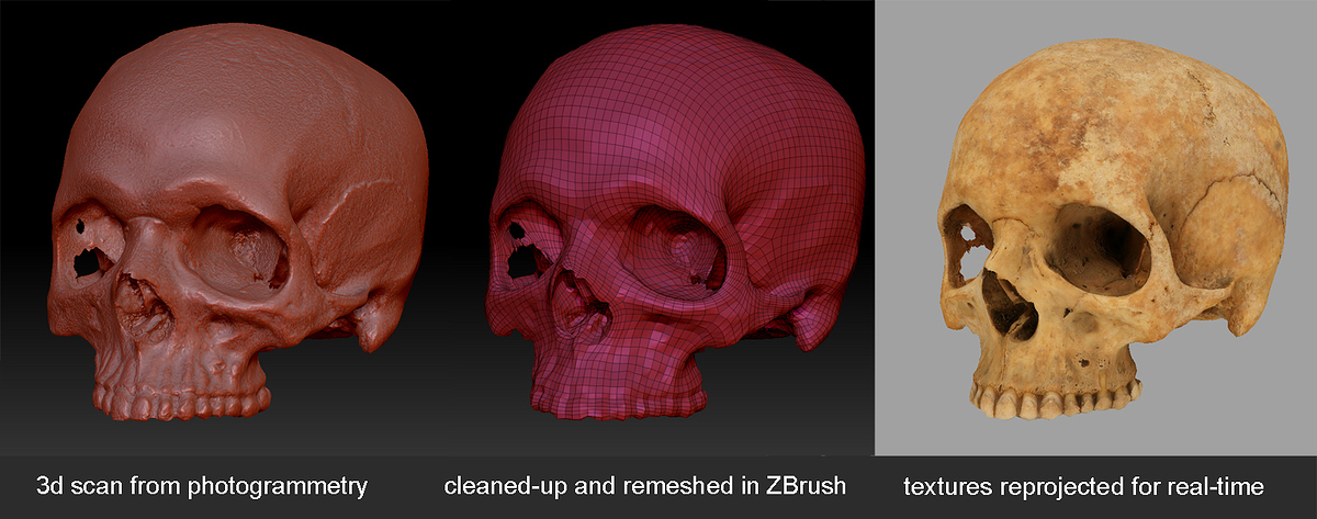 Vertebrates_skull_3_states_ZBC