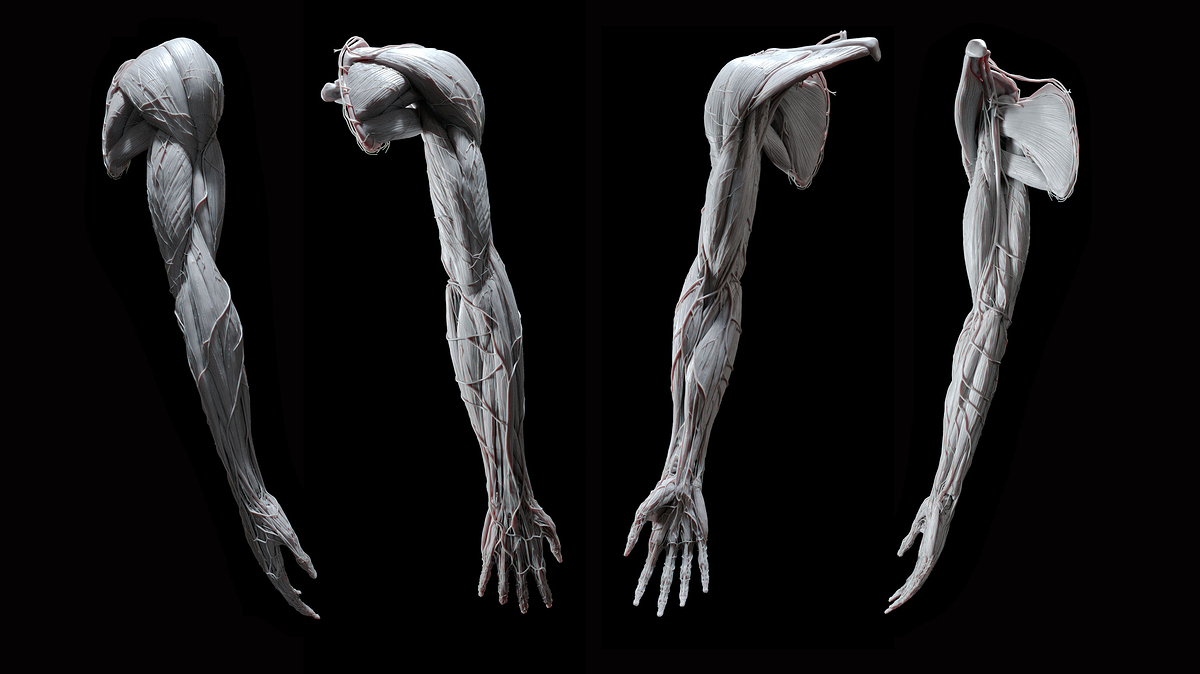 UpperLimb_FullArm_2020-07-15_Sculpt