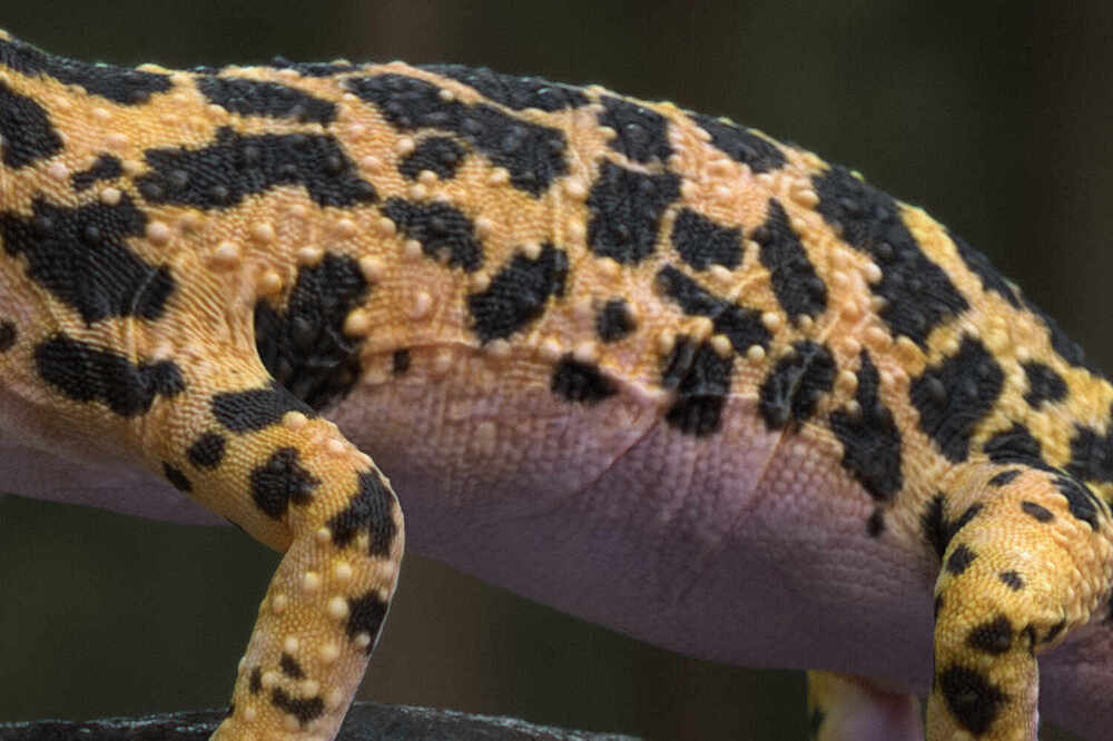 Leopardgecko_CloseUp2