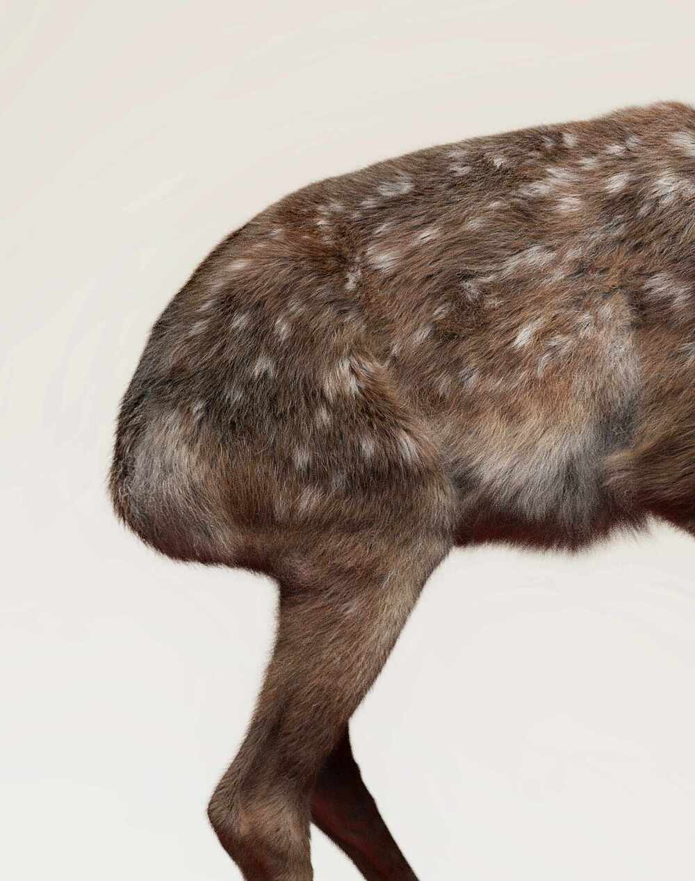 deer_2