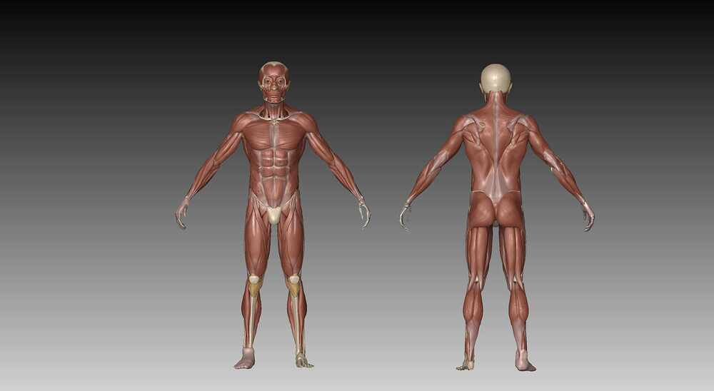 render Ecorche