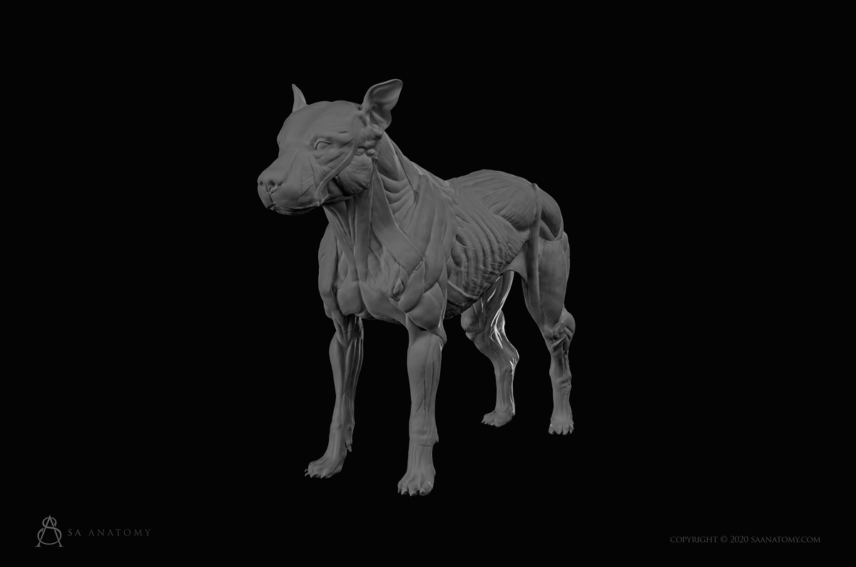 SA Anatomy preview images dog 2