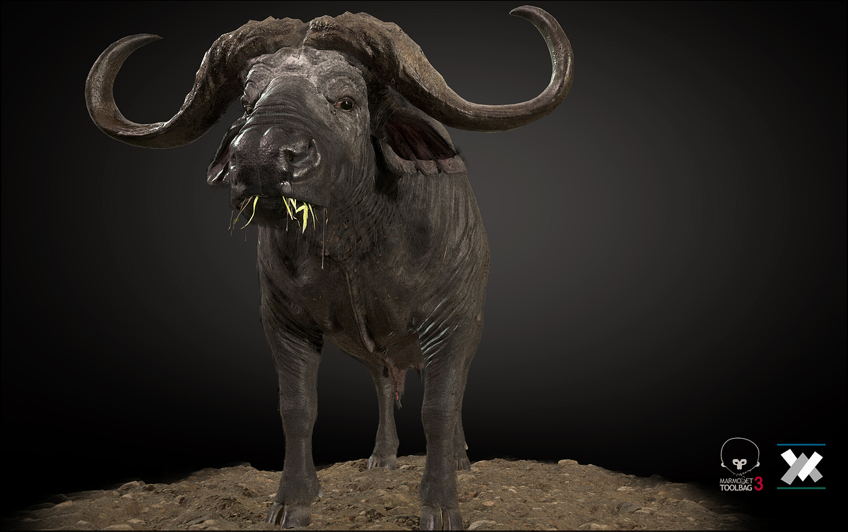 Buffalo_a