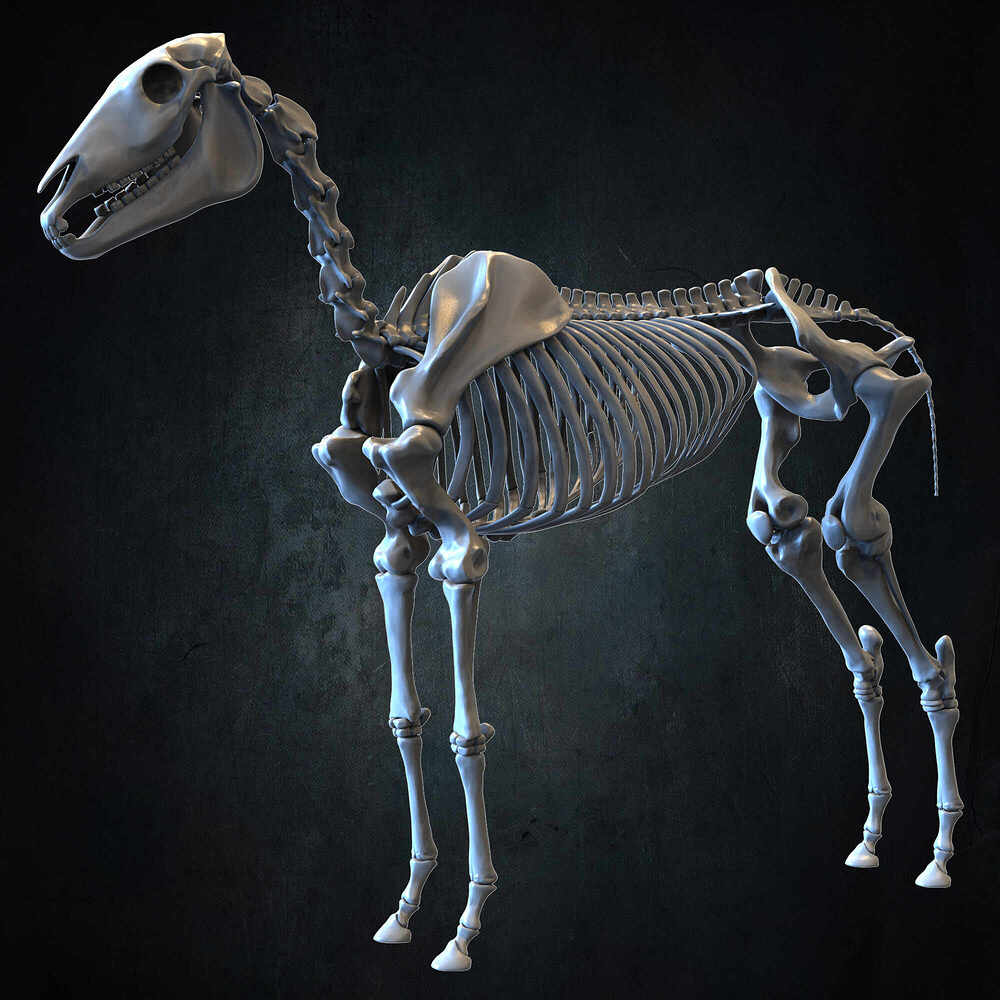 Highly Detailed Horse Skeleton 3D Model Sculpted by Yacine BRINIS Set 072