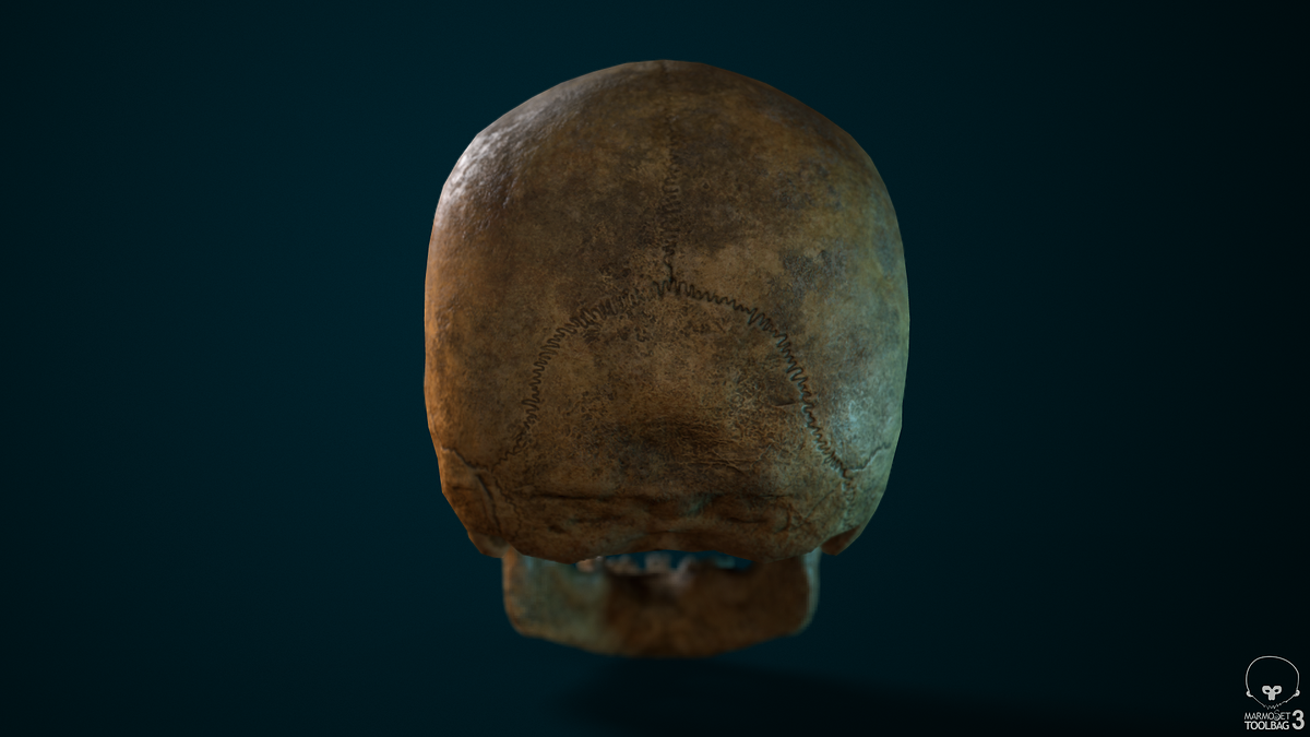 Skull_backView_01