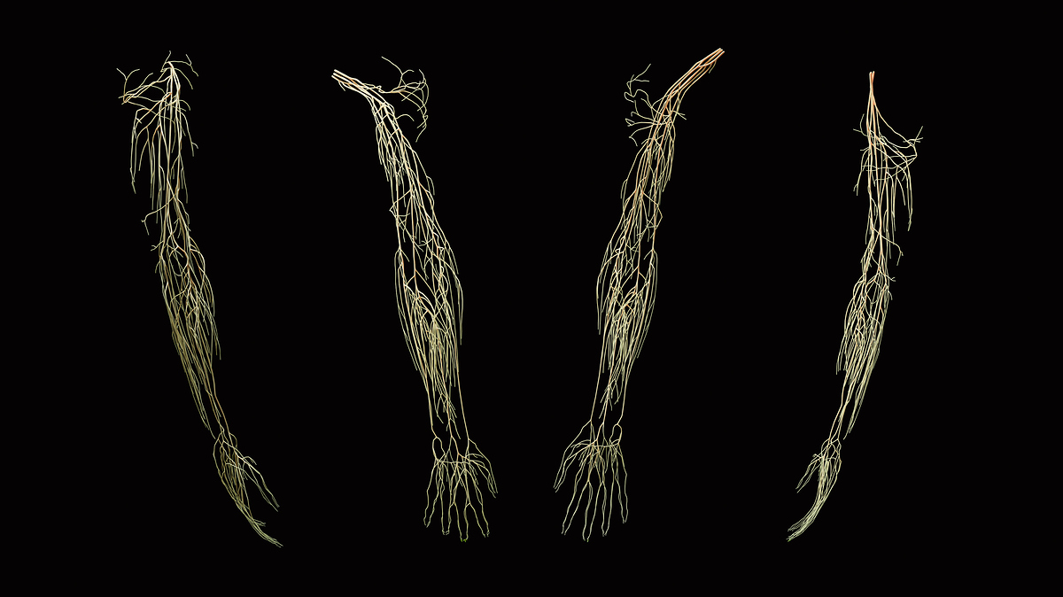 UpperLimb_FullArm_2020-07-15_Nervous
