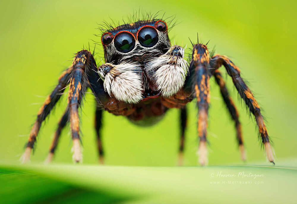 Jumping_Spider_01