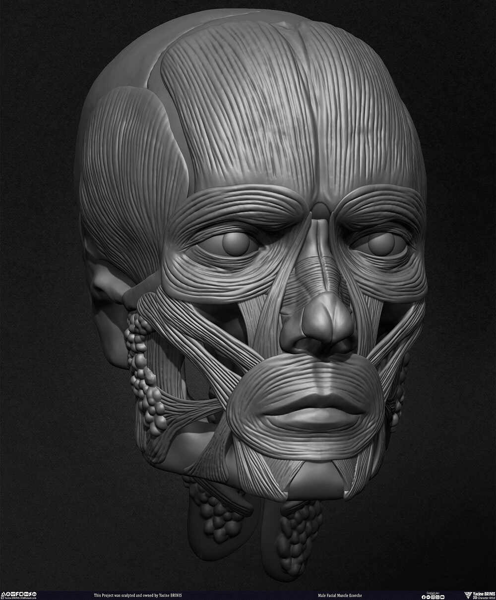 Male Facial Ecorche Human Anatomy sculpted by Yacine BRINIS 013