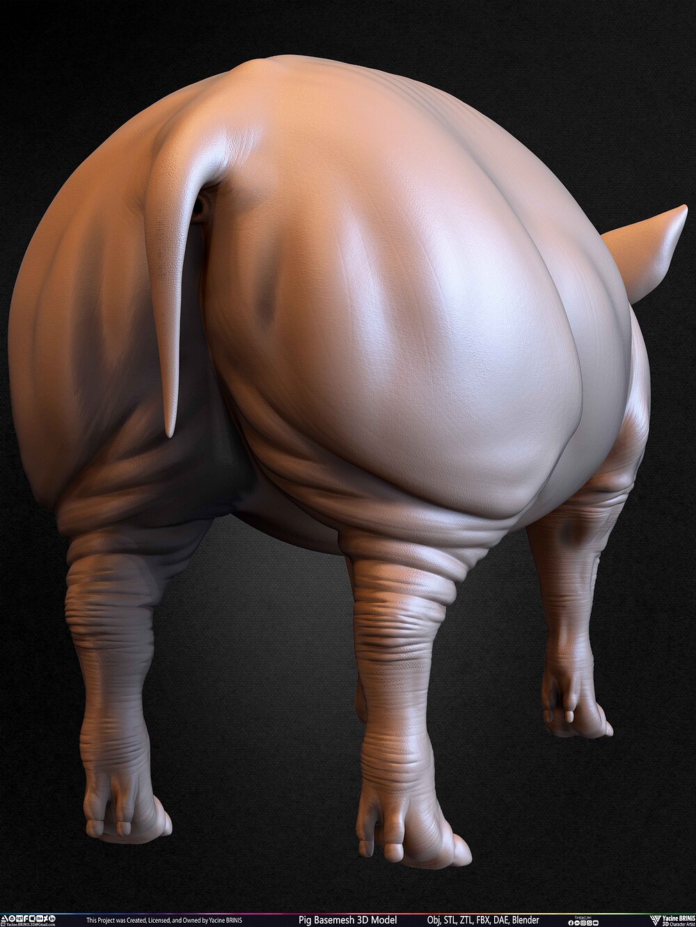 Pig Basemesh 3D Model Animal Anatomy Sculpted by Yacine BRINIS Set 051