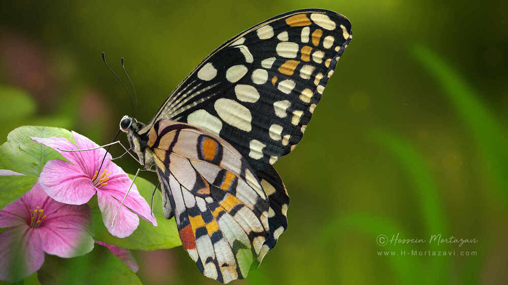 Butterfly_01-www.h-mortazavi.com