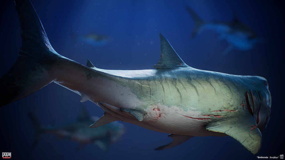 shark_03