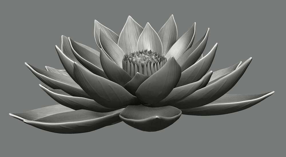 lotus02