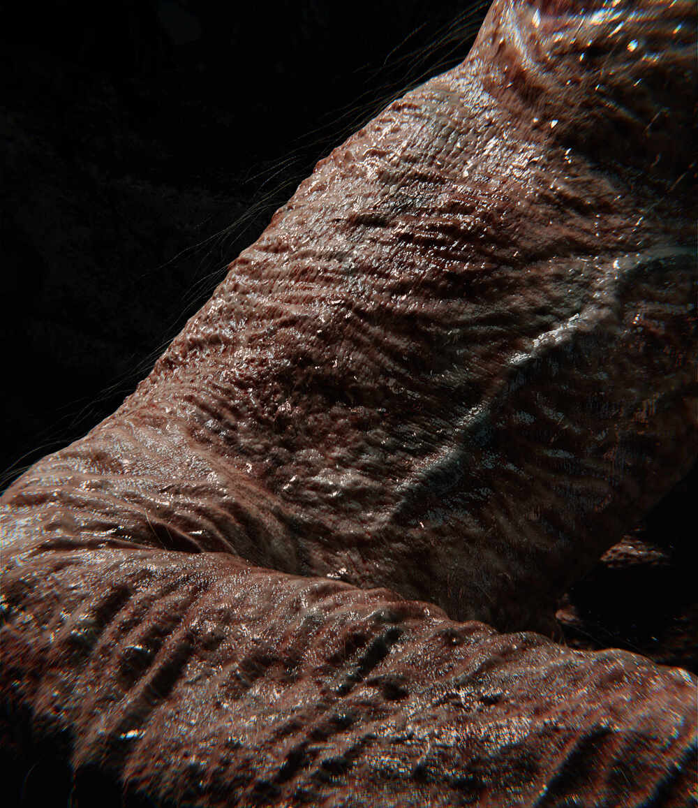 ArmIMG2Arm4