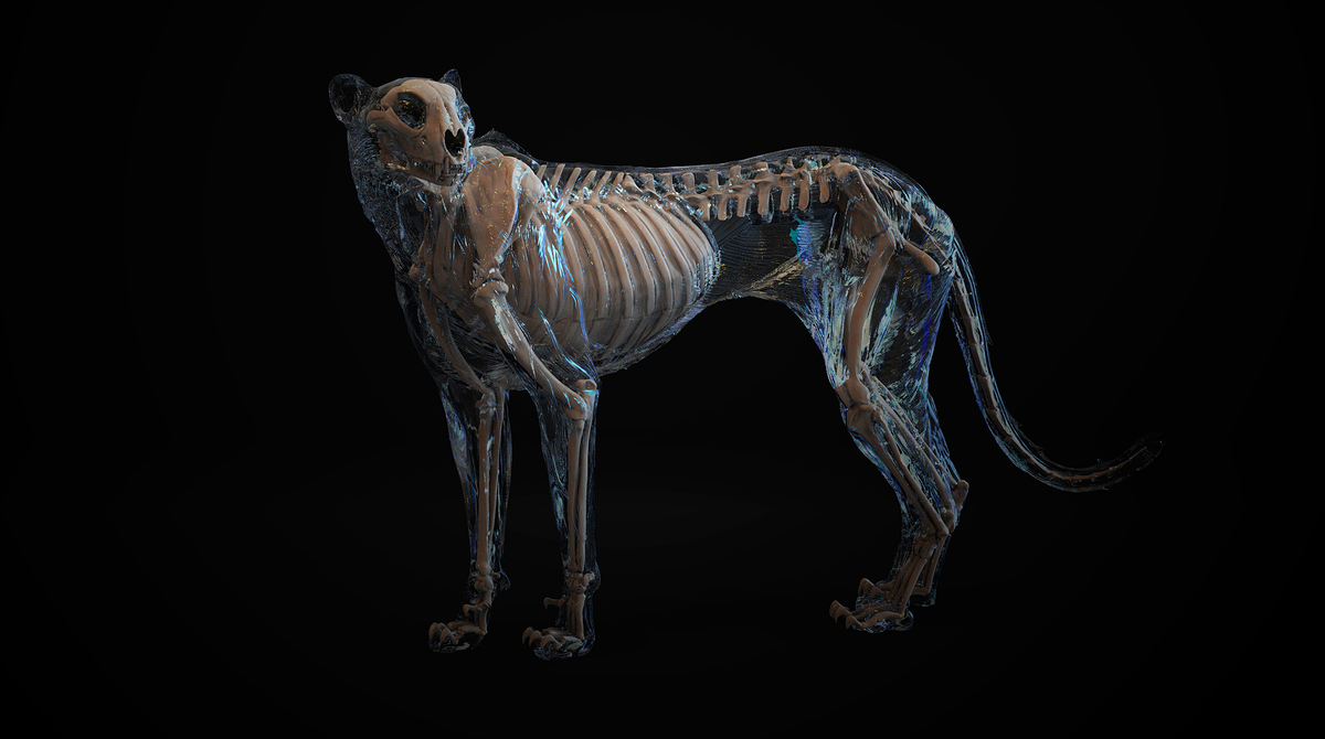 Cheetah_Bones