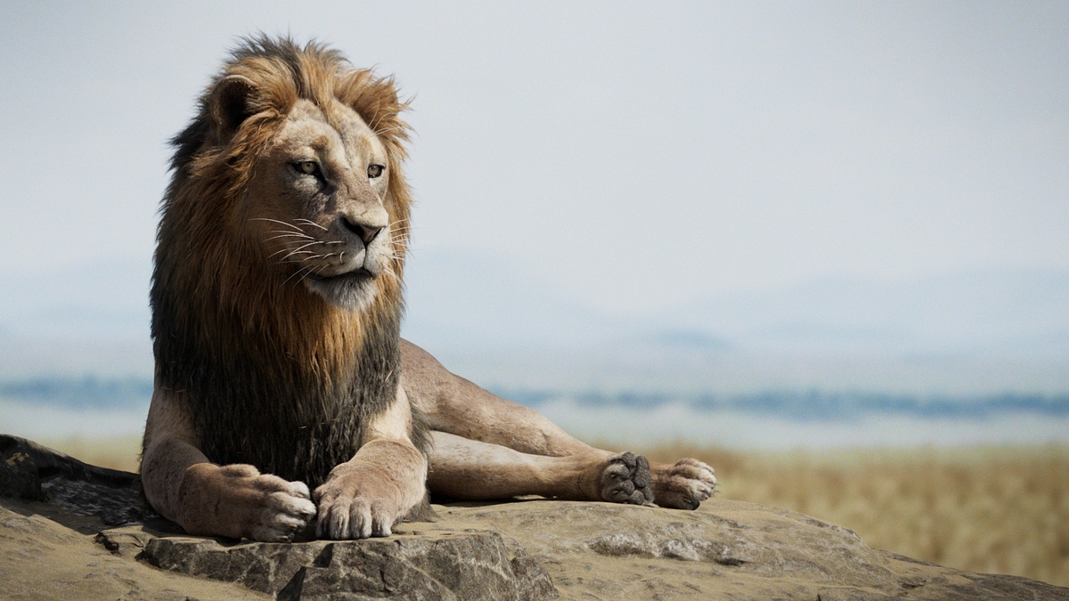lionZDefocus3_1001