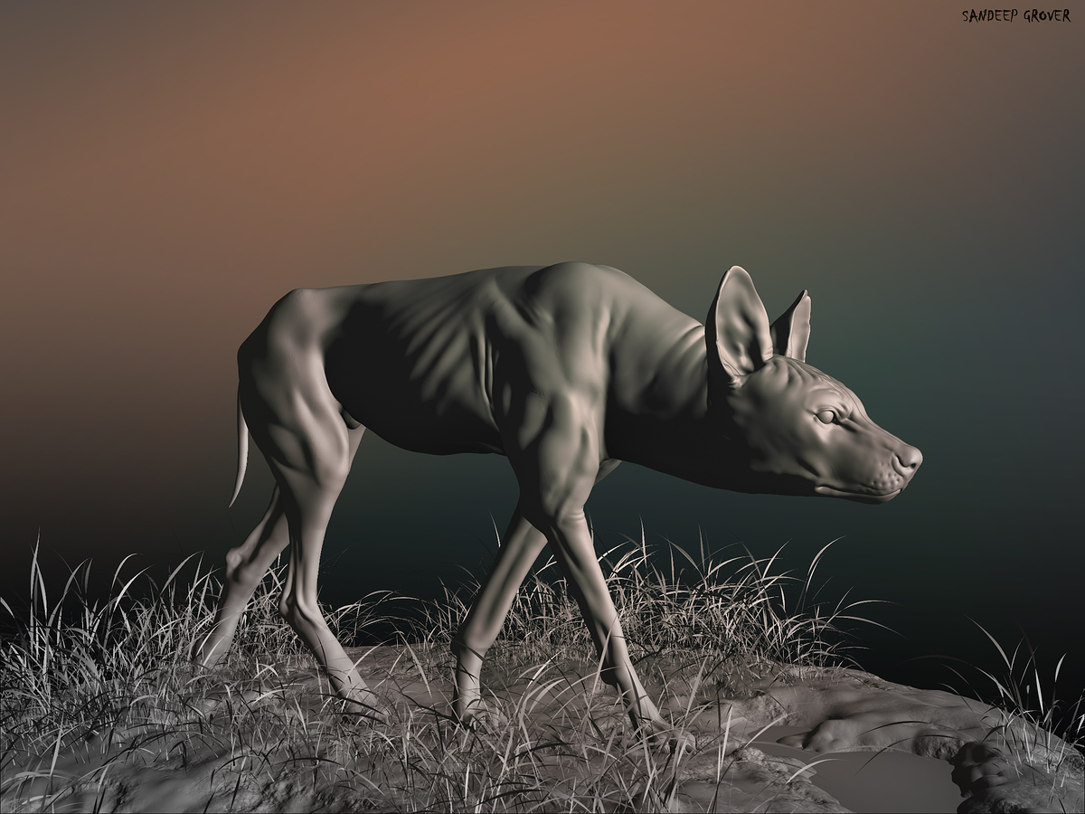Wild_Dog_grey