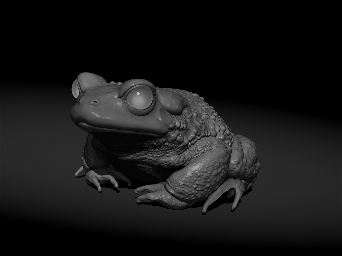 Garden Frog perspective