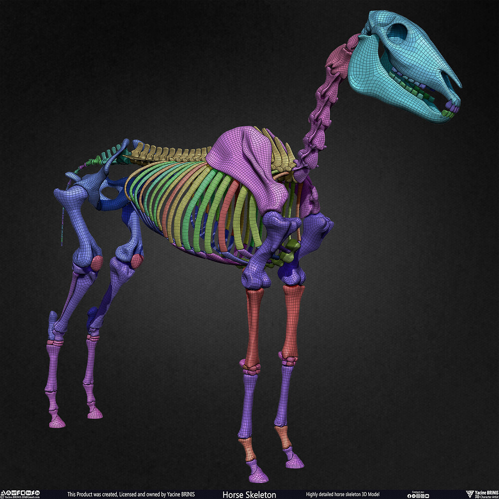 Highly Detailed Horse Skeleton 3D Model Sculpted by Yacine BRINIS Set 066