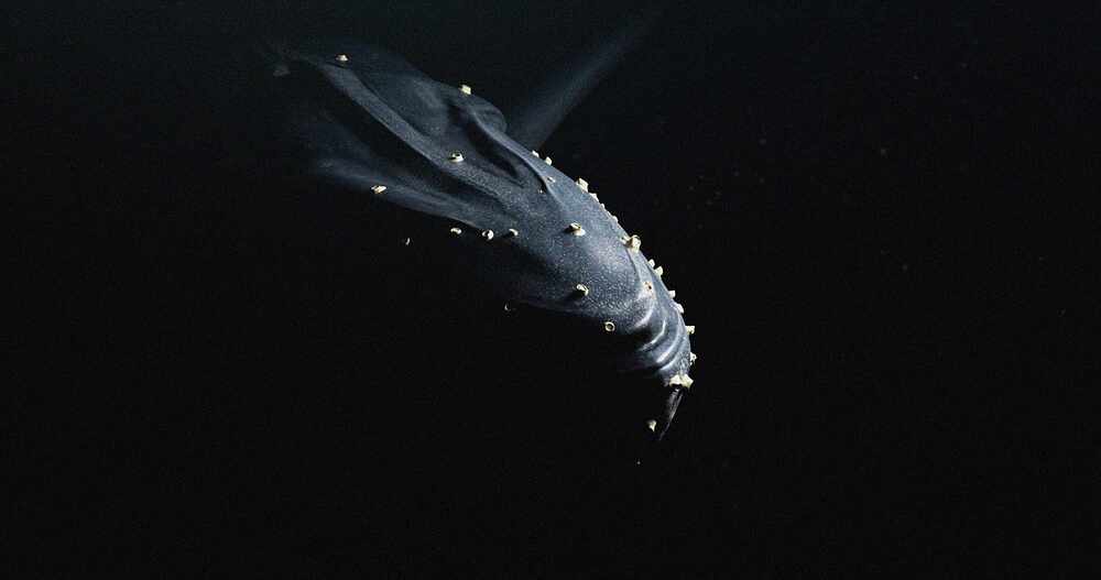 whale_abyss