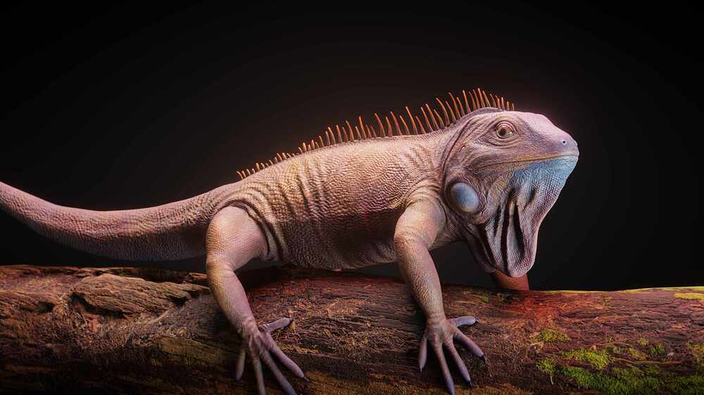 Iguana4