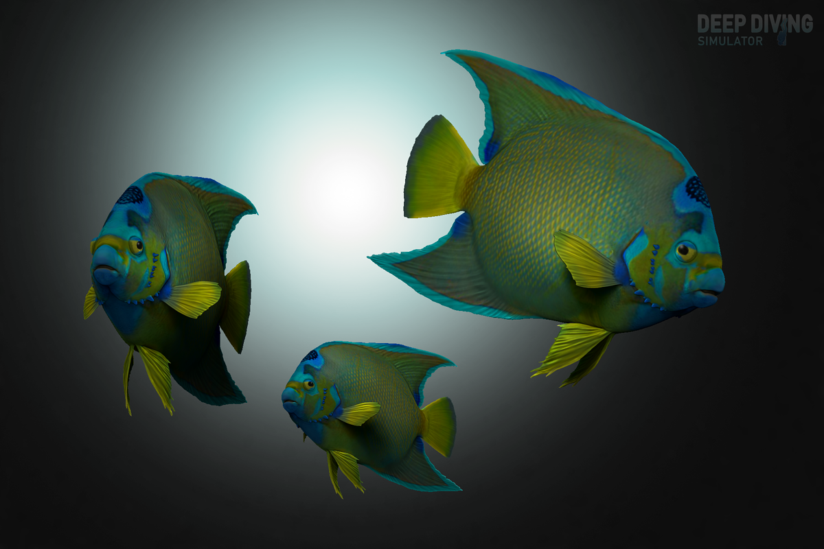 HolacanhusCiliaris_r_002_colored_FINAL