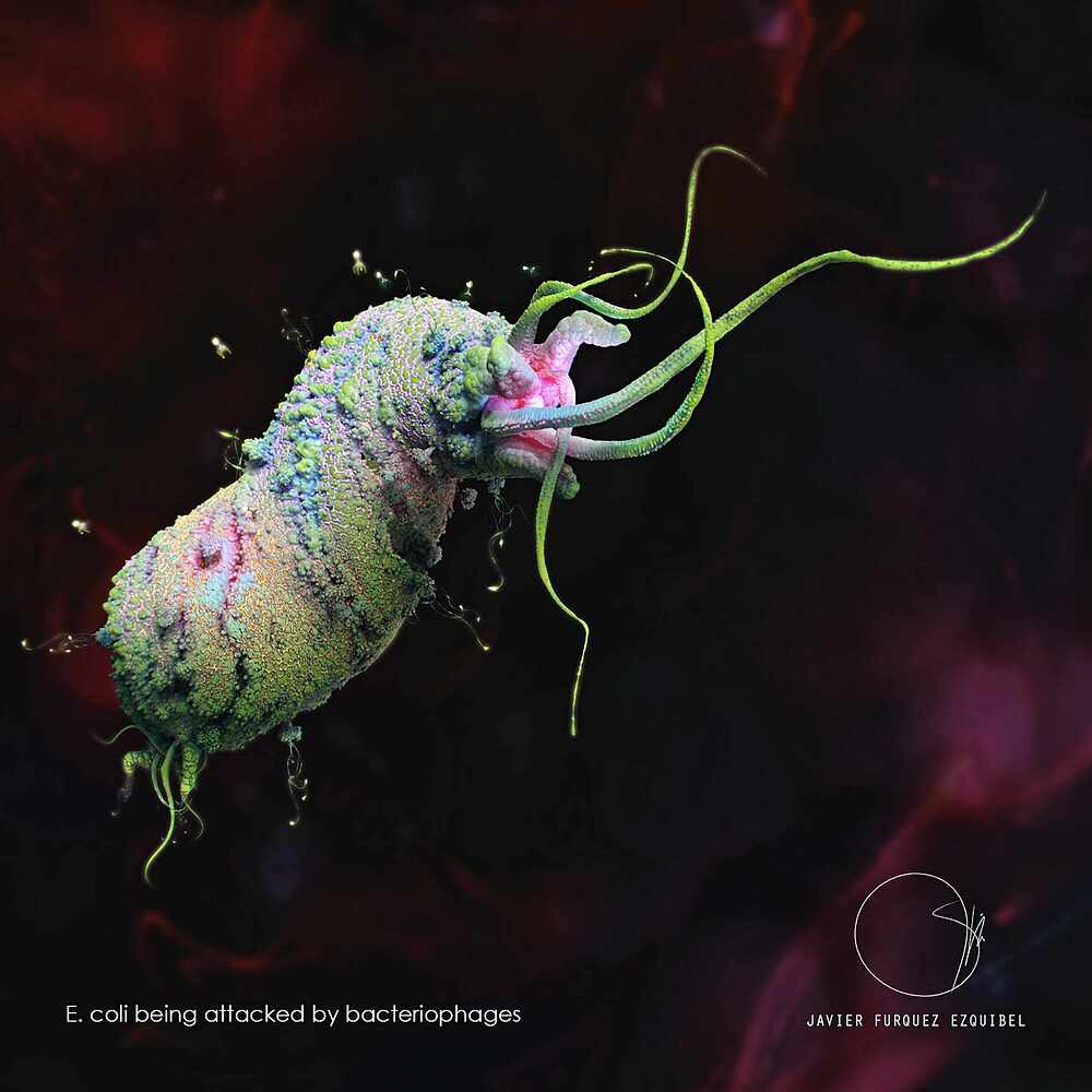 ecoli final 2n_Fx