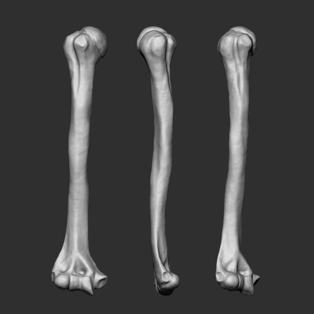 humerus