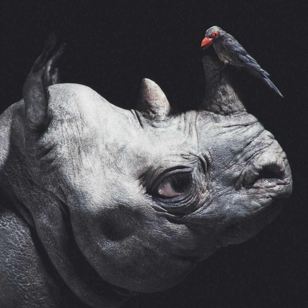RhinoBirdA_Final07