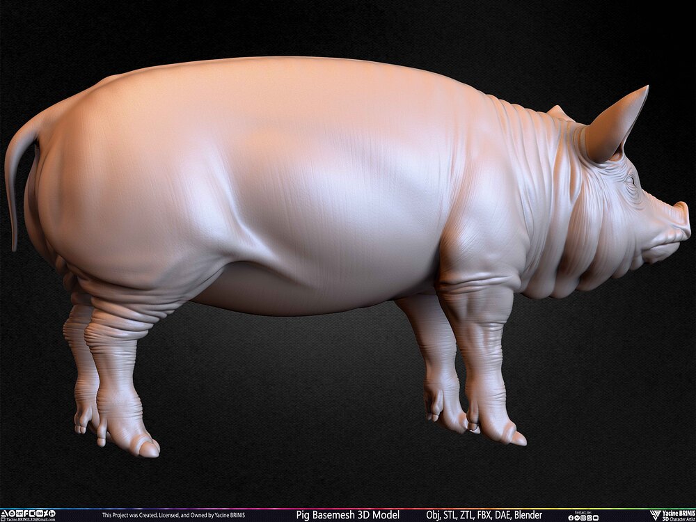 Pig Basemesh 3D Model Animal Anatomy Sculpted by Yacine BRINIS Set 054