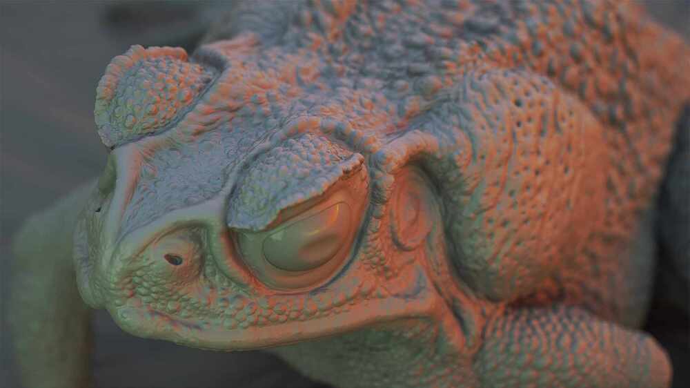 toad_short14