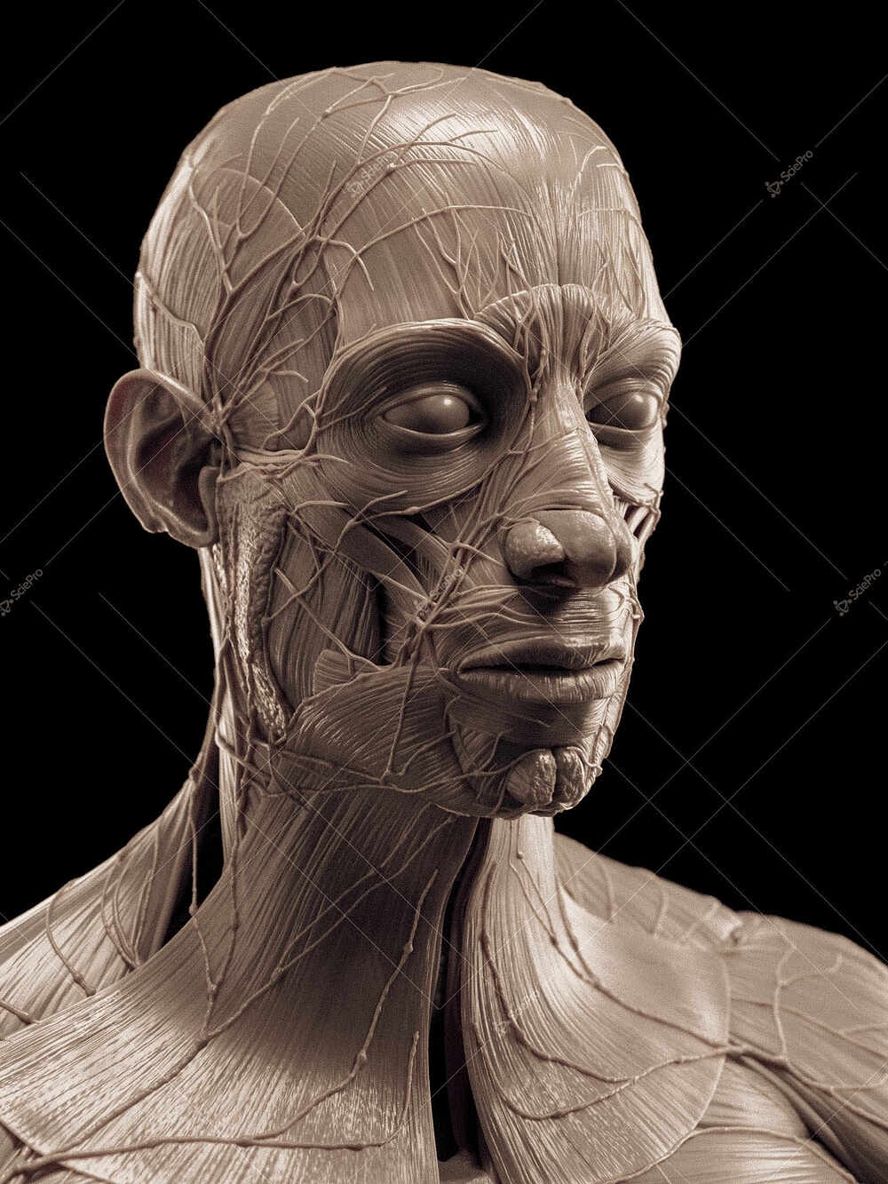 averageFitMale_headNeck_anatomyLayer2