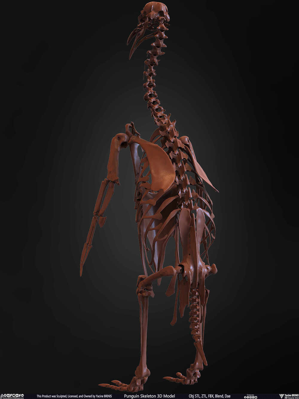 Punguin Skeleton 3D Model Sculpted by Yacine BRINIS Set 013