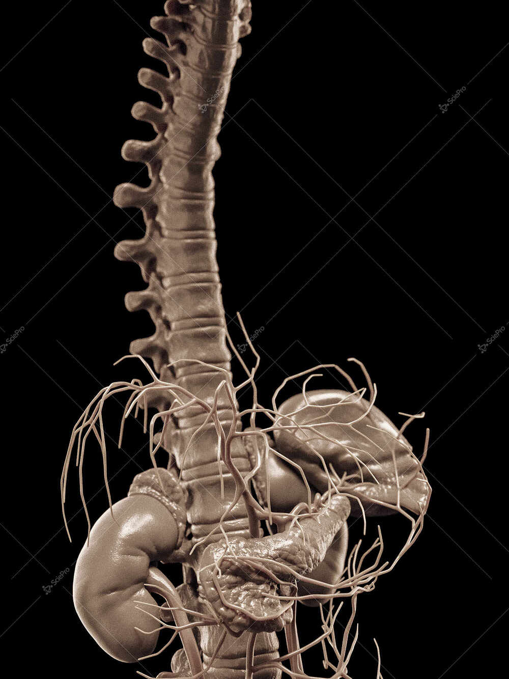 averageFitMale_torso_anatomyLayer12