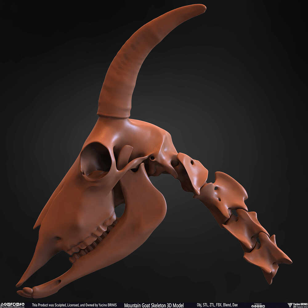Mountain Goat Skeleton 3D Model Sculpted by Yacine BRINIS Set 035
