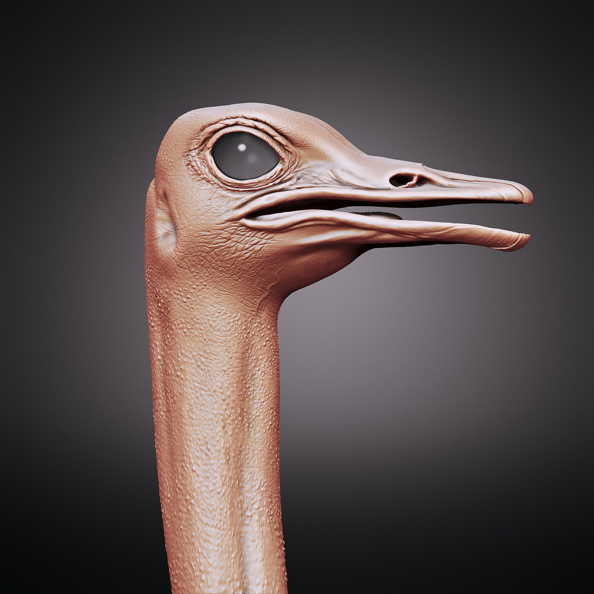 Ostrich_scu0004