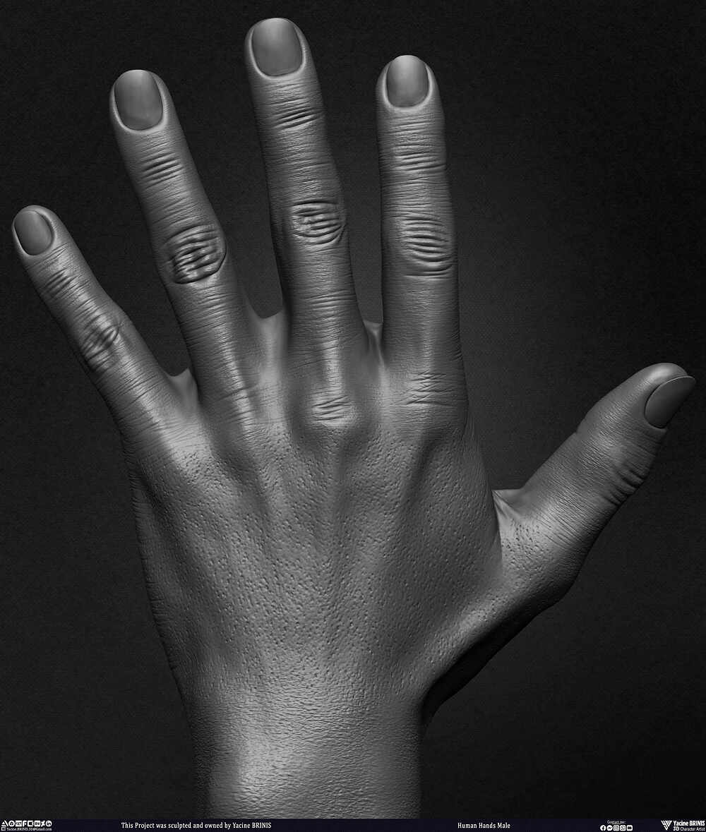 Human Hands Male Basemesh 3D Model sculpted by Yacine BRINIS 014