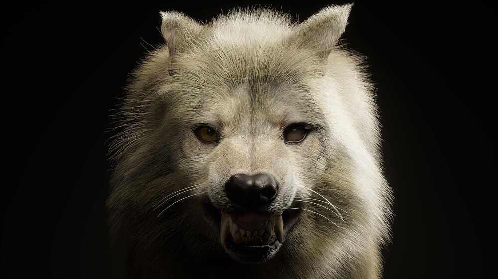 LS_Wolf.0036