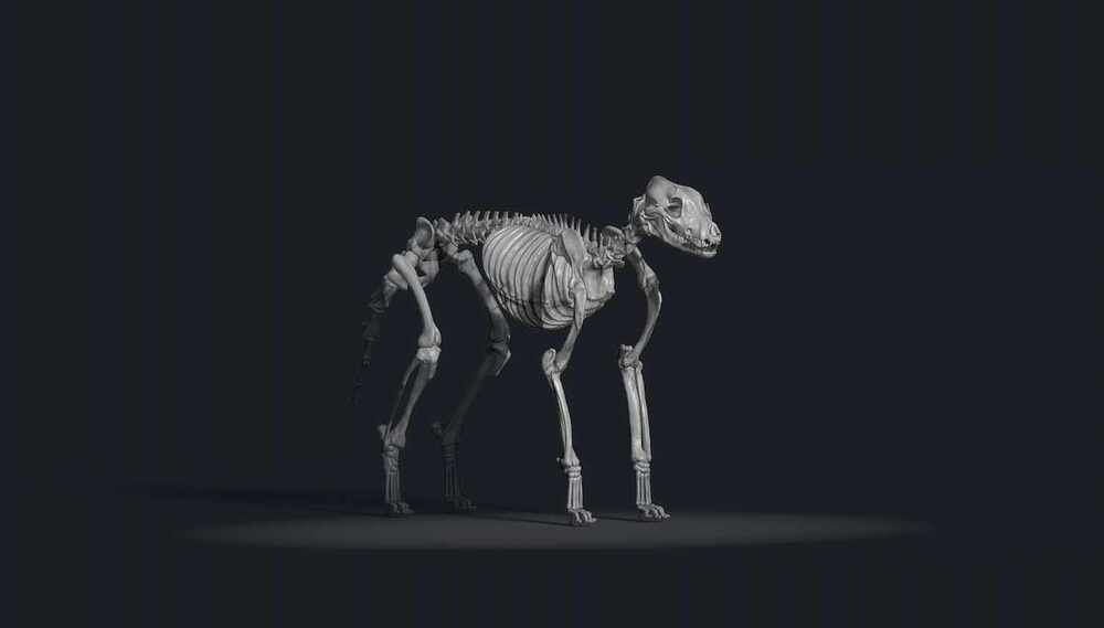 Skeleton