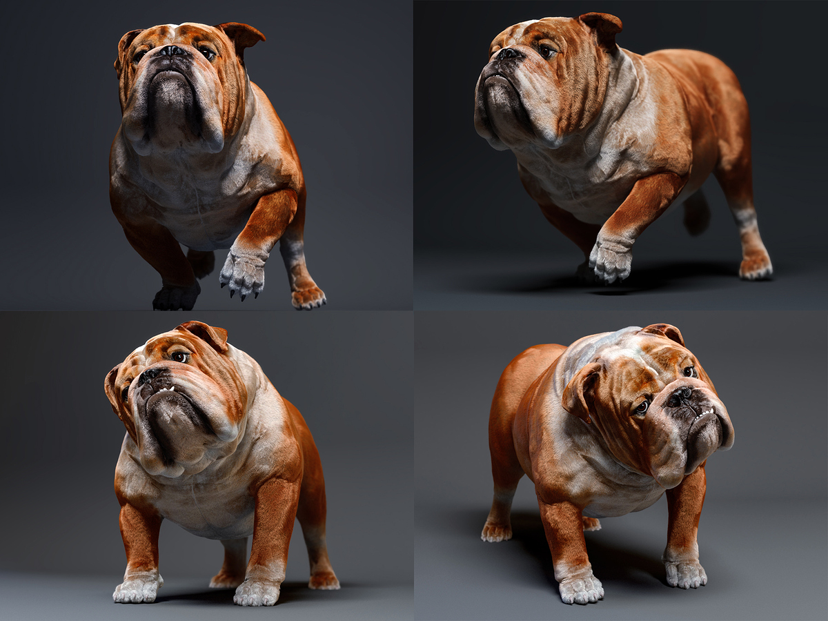 Bulldog_Gallery