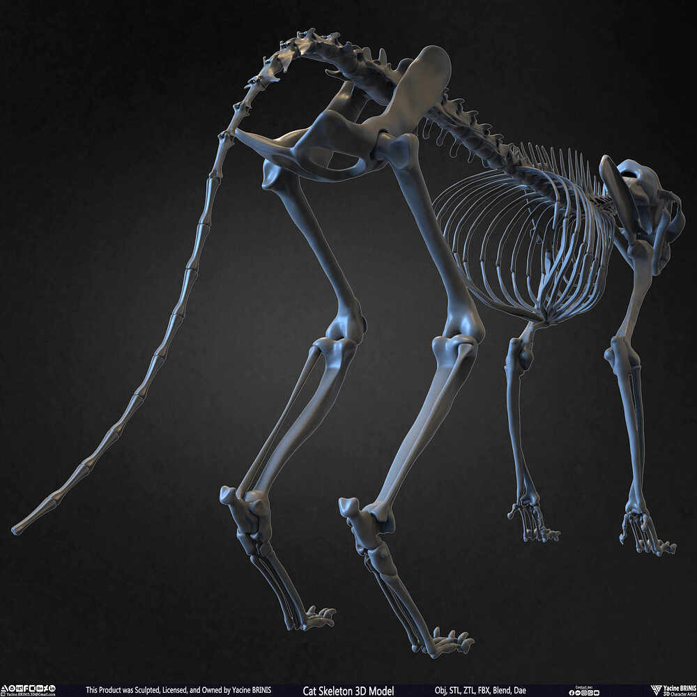 Highly Detailed Cat Skeleton 3D Model Sculpted by Yacine BRINIS Set 019