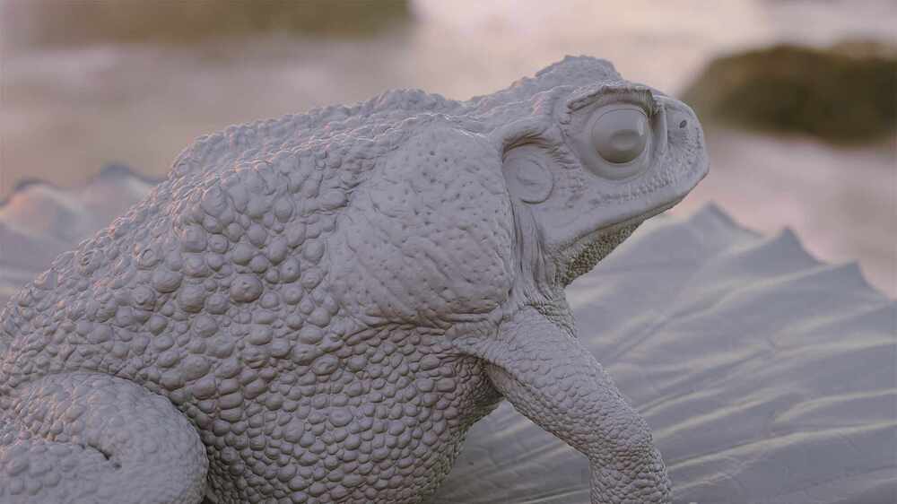 toad_short09