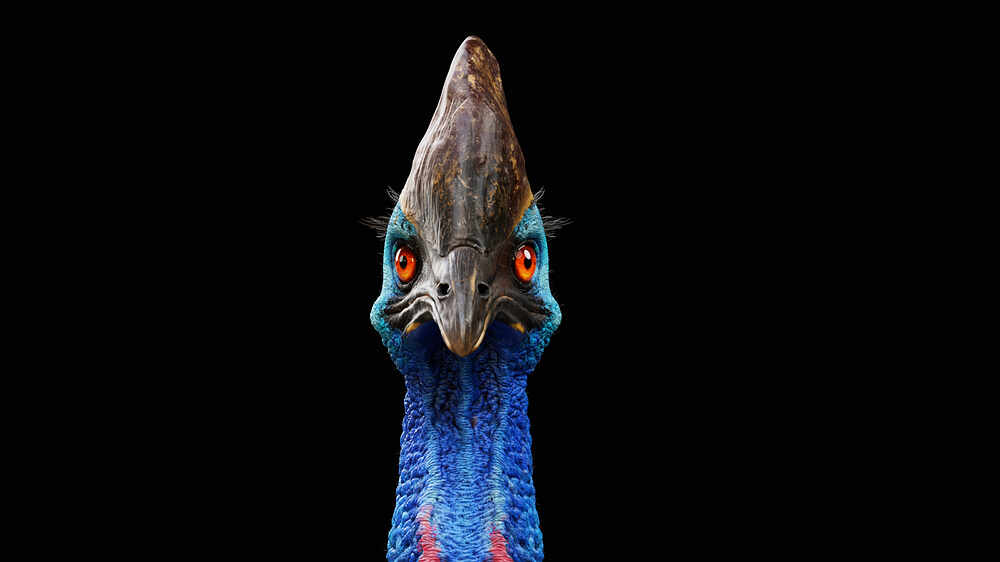 cassowary_07