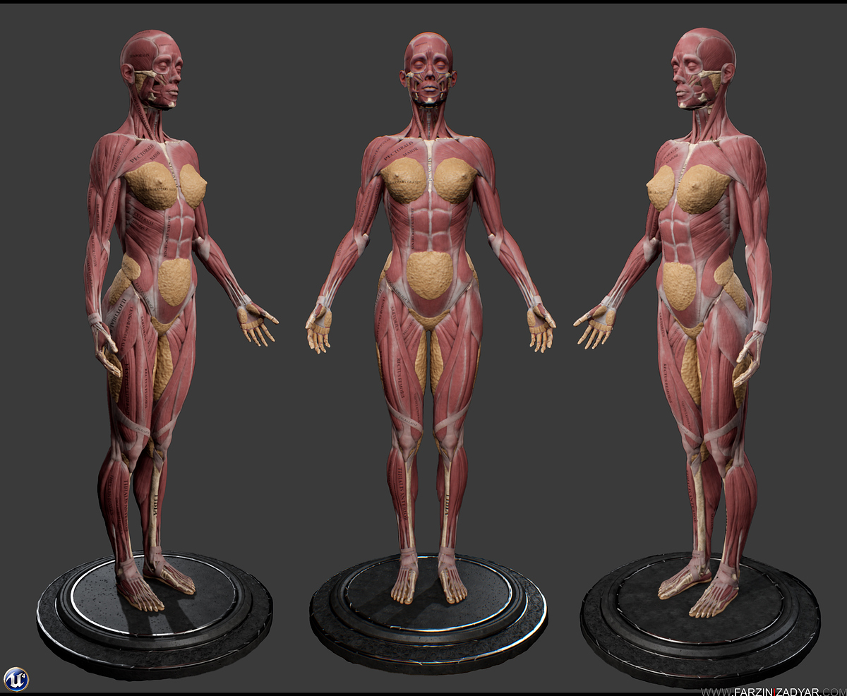 Farzin_Izadyar_Female_Anatomy_Kit_Main