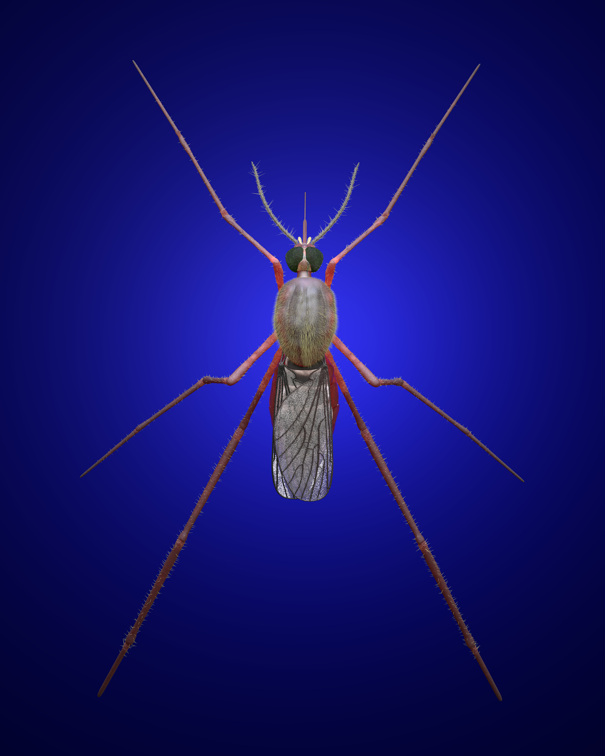 Mosquito on blue top view.0001